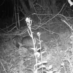 32 Badger Pair
