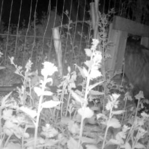 33 Badger in gate