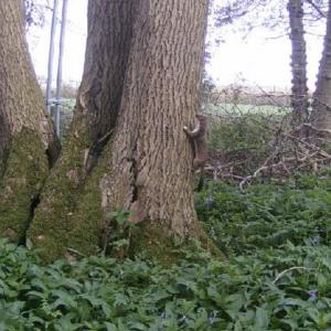 34 Stoat climbing tree