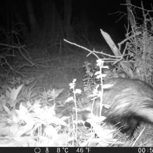 36 Badger