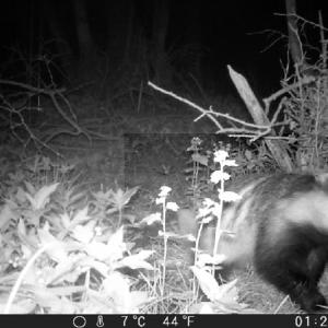 38 Badger