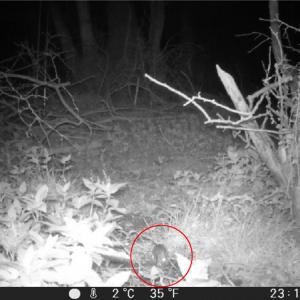 39 WoodMouse