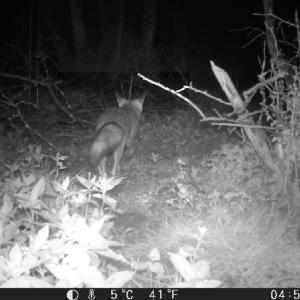 40 Fox