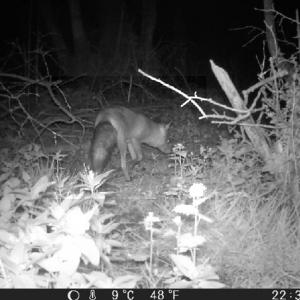41 Fox