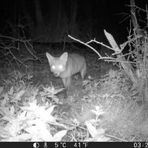 42 Fox