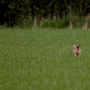Brown Hare