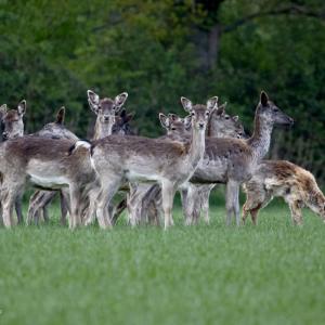 Fallow Deer