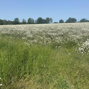 Ox eye Daisies