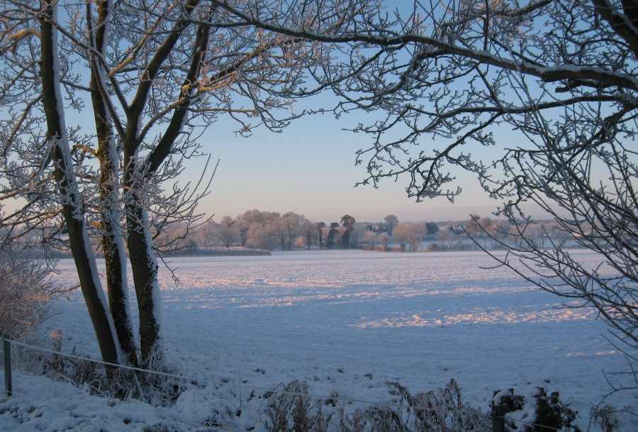 Snowy hedge