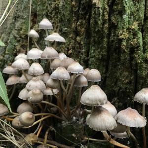2021AutumnFungi 1