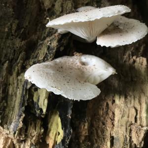 2021AutumnFungi 2