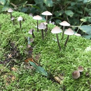2021AutumnFungi 3