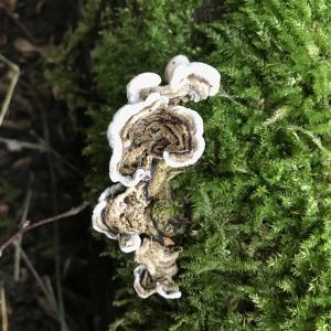 2021AutumnFungi 4