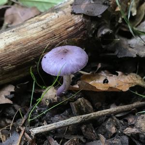 2021AutumnFungi 5