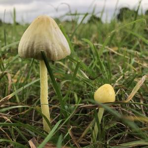 2021AutumnFungi 6