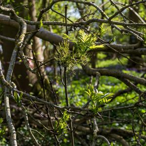 Ash shoots
