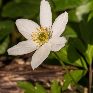 Wood Anemone