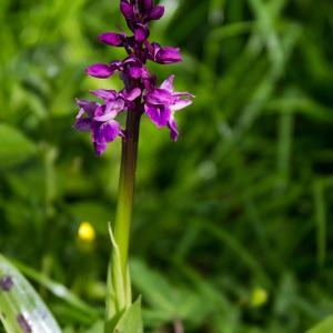 Early Purple Orchid