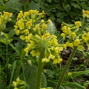 Oxlips