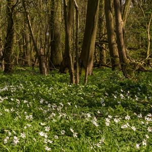 Wood Anemones
