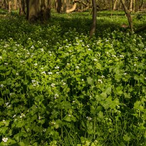 'Jack in the Hedge' Garlic Mustard