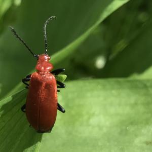 Cardinal Beetle