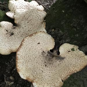 Dryads Saddle fungi