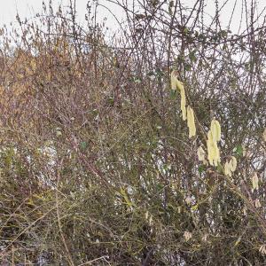 Hazel Catkins