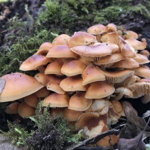 February Mushroom