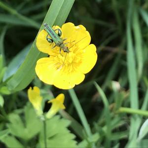 Flower Beetle on Creeping Buttercup