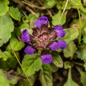 Self Heal