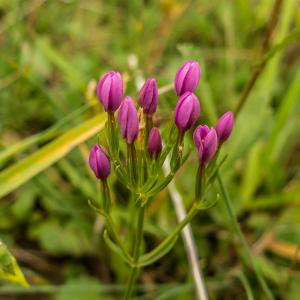 Common Centaury