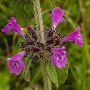 Wild Basil