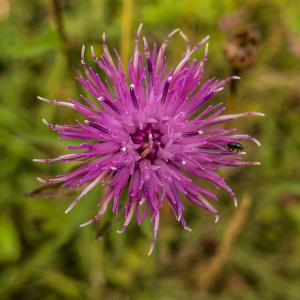 Common Knapweed