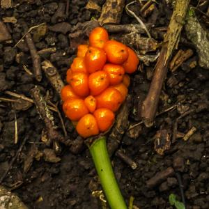 Cuckoo-pint
