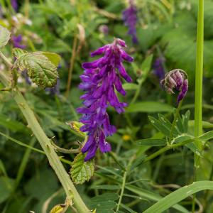 Tufted Vetch