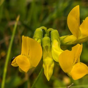 Meadow Vetchling