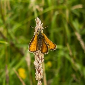 Small Skipper