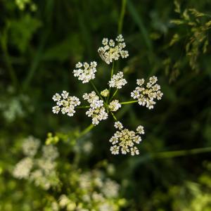 Pignut