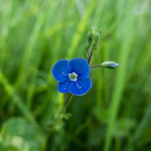 Germander Speedwell