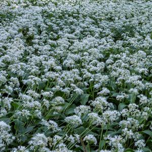 'Ransoms' Wild Garlic