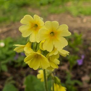 Oxlip 2