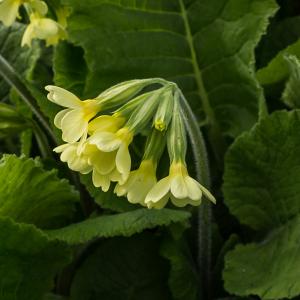 Oxlip
