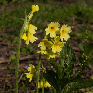 Oxlips