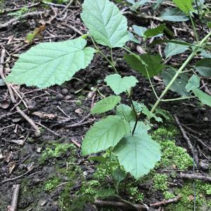 Regrowth young Hazel