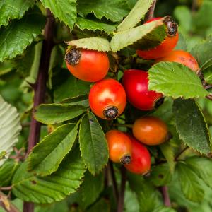 Wild rose hips