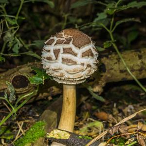 Shaggy Parasol 1