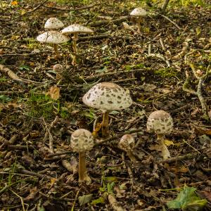 Shaggy Parasol 2