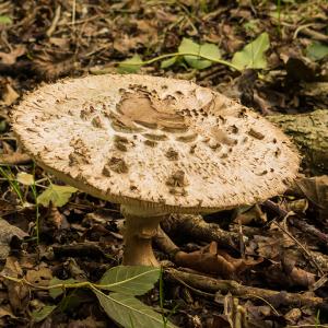 Shaggy Parasol 3