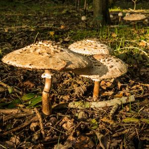 Shaggy Parasol 4